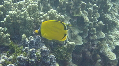 Chaetodon semeion