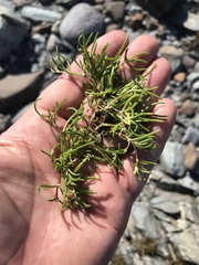 Spergularia canadensis canadensis