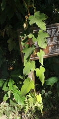 Rubus reflexus