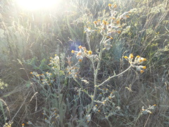 Linaria genistifolia