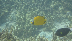 Chaetodon semeion