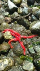 Henricia leviuscula