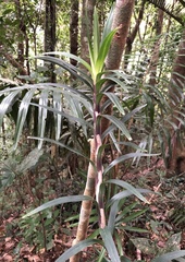 Freycinetia excelsa