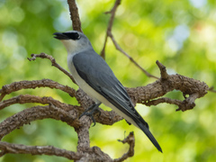 Coracina papuensis hypoleuca