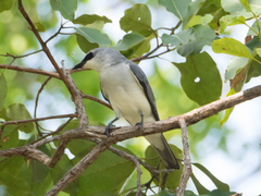 Coracina papuensis hypoleuca