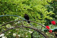 Turdus merula