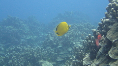 Chaetodon semeion