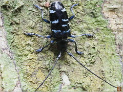 Anoplophora wusheana