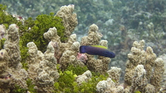 Labropsis xanthonota