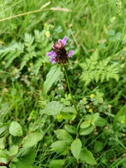 Prunella vulgaris