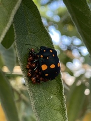 Pachycoris fabricii