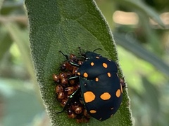 Pachycoris fabricii
