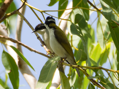 Melithreptus albogularis albogularis
