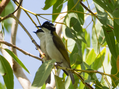 Melithreptus albogularis albogularis
