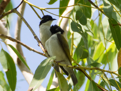 Melithreptus albogularis albogularis