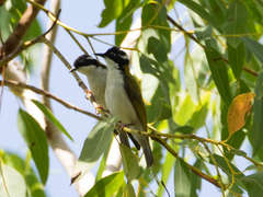 Melithreptus albogularis albogularis