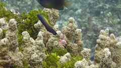 Labropsis xanthonota