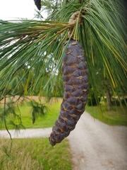 Pinus wallichiana