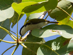 Melithreptus albogularis albogularis