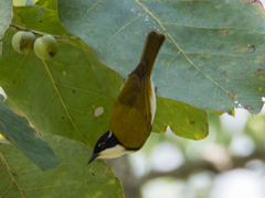 Melithreptus albogularis albogularis