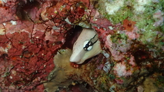 Aspidontus taeniatus