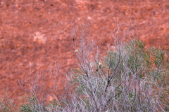 Ptilotula keartlandi