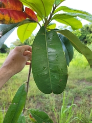 Manilkara bidentata