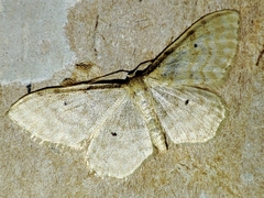 Idaea fuscovenosa