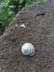 Caucasotachea vindobonensis