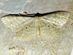 Idaea fuscovenosa