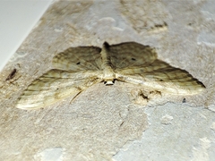Idaea fuscovenosa