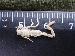 Centruroides hentzi