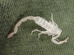 Centruroides hentzi