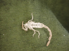 Centruroides hentzi