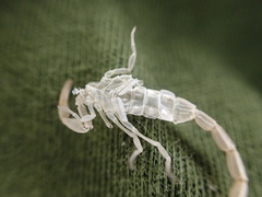 Centruroides hentzi
