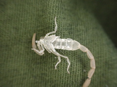 Centruroides hentzi