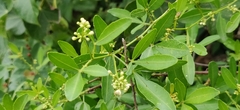 Zanthoxylum asiaticum