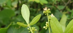 Zanthoxylum asiaticum