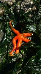 Henricia leviuscula