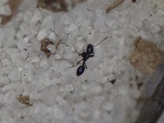 Monomorium viridum