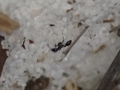 Monomorium viridum
