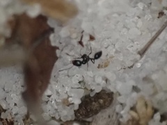 Monomorium viridum
