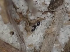 Monomorium viridum