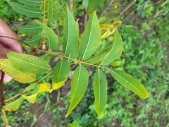 Libidibia monosperma