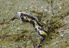 Botrylloides leachii