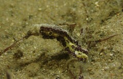 Botrylloides leachii