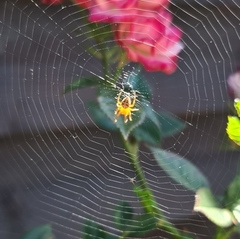 Araneus diadematus