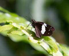 Notocrypta waigensis