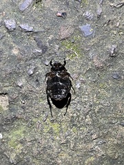 Anthracophora eddai