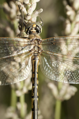 Hemicordulia tau